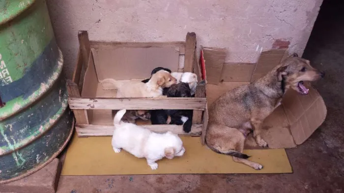Cachorro ra a  idade Abaixo de 2 meses nome Filhotes