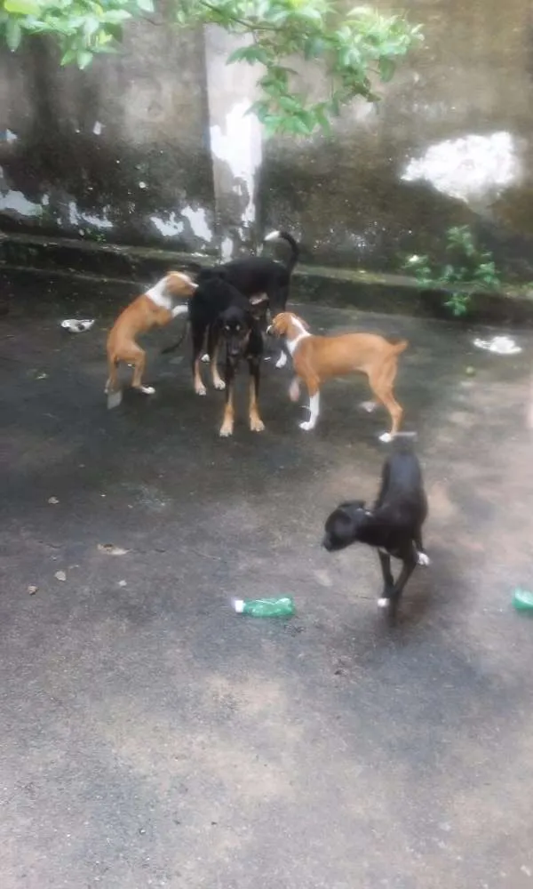 Cachorro ra a Vira lata  idade 2 a 6 meses nome Não tem 