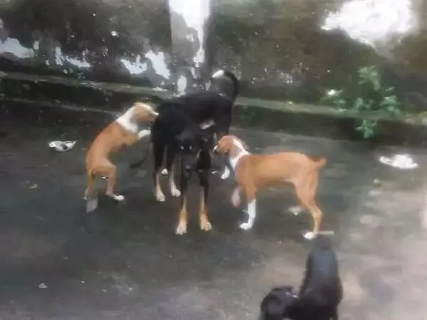 Cachorro ra a Vira lata  idade 2 a 6 meses nome Não tem 