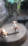 Não tem
