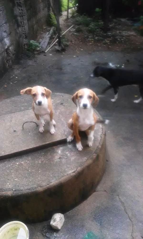 Cachorro ra a Vira lata  idade 2 a 6 meses nome Não tem 