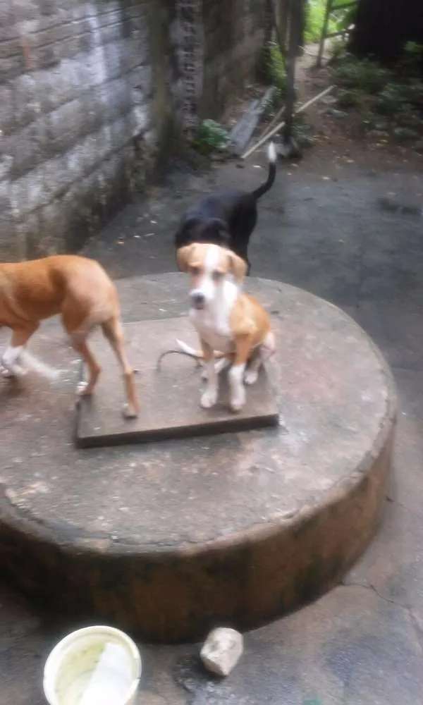 Cachorro ra a Vira lata  idade 2 a 6 meses nome Não tem 