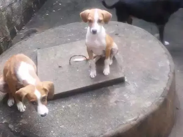 Cachorro ra a Vira lata  idade 2 a 6 meses nome Não tem 