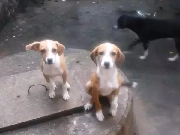 Cachorro ra a Vira lata  idade 2 a 6 meses nome Não tem 
