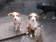 Não tem