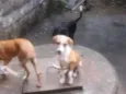 Não tem