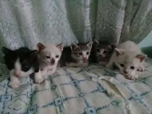 Gato raça  idade Abaixo de 2 meses nome filhotes