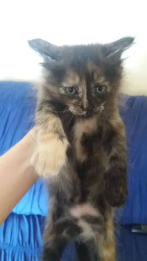 Gato raça misturado idade 2 a 6 meses nome Nome a escolher.