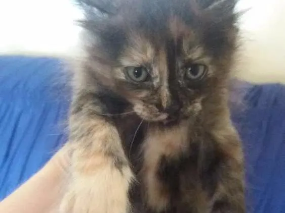 Gato ra a misturado idade 2 a 6 meses nome Nome a escolher.
