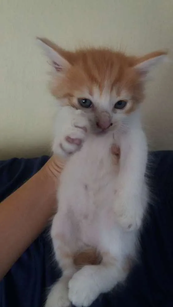 Gato ra a Misturado idade 2 a 6 meses nome Nome a escolher.