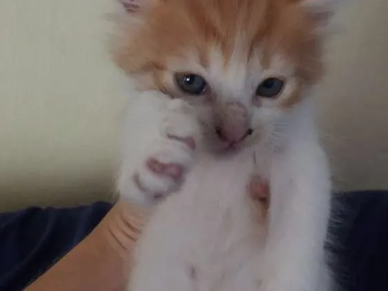 Gato ra a Misturado idade 2 a 6 meses nome Nome a escolher.