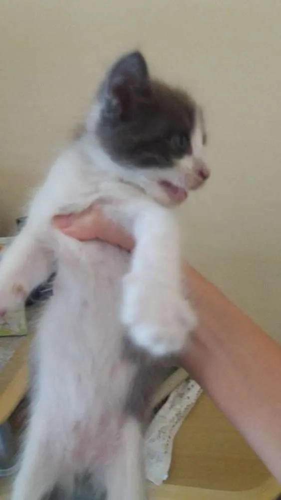 Gato ra a Misturado  idade 2 a 6 meses nome Nome a escolher.