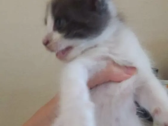 Gato ra a Misturado  idade 2 a 6 meses nome Nome a escolher.