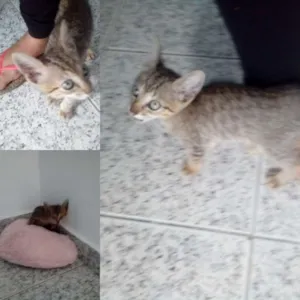 Gato raça SRD idade Abaixo de 2 meses nome Luck