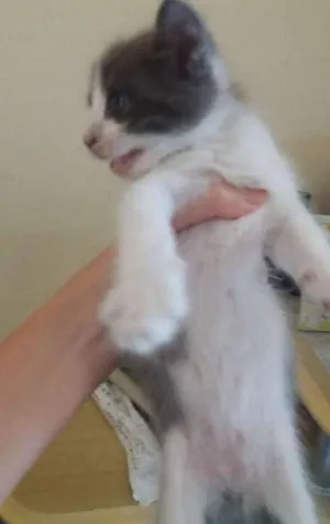 Gato raça Misturado  idade 2 a 6 meses nome Nome a escolher.