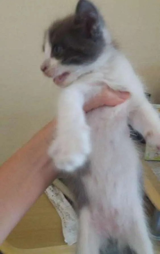 Gato ra a Misturado  idade 2 a 6 meses nome Nome a escolher.