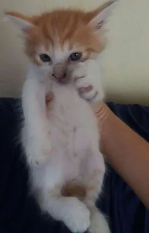Gato raça Misturado idade 2 a 6 meses nome Nome a escolher.