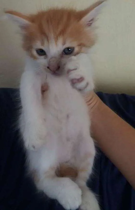 Gato ra a Misturado idade 2 a 6 meses nome Nome a escolher.