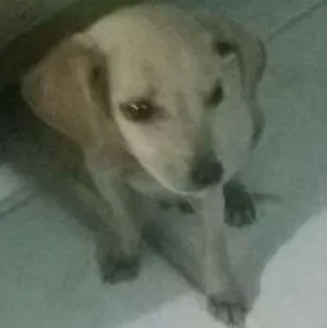 Cachorro raça vira-lata idade 2 a 6 meses nome Billy