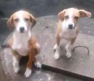 Cachorro raça Vira lata  idade 2 a 6 meses nome Não tem 