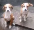 Não tem