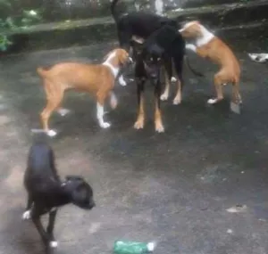 Cachorro raça Vira lata  idade 2 a 6 meses nome Não tem 