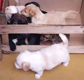 Cachorro ra a  idade Abaixo de 2 meses nome Filhotes