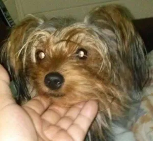 Cachorro raça Yorkshire idade 3 anos nome Pingo de Gente