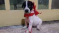 Bolinha