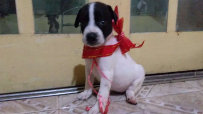 Cachorro raça SRD idade Abaixo de 2 meses nome Bolinha