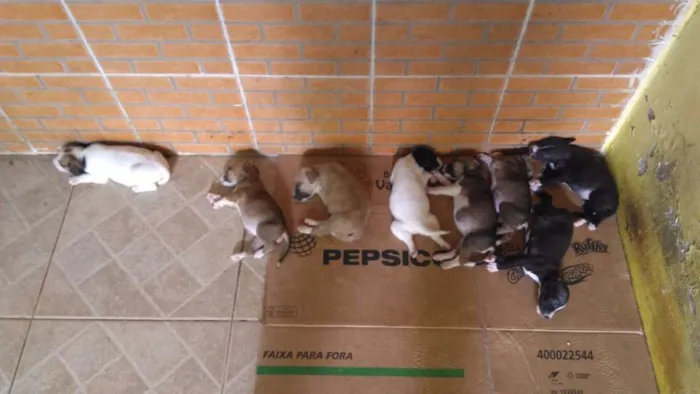Cachorro raça SRD idade Abaixo de 2 meses nome Bolinha