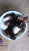 Bolinha