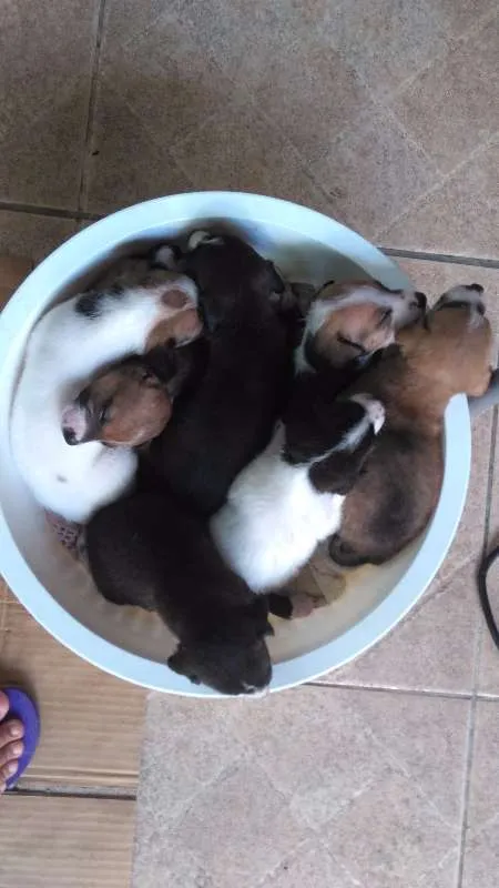 Cachorro raça SRD idade Abaixo de 2 meses nome Bolinha