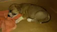 Bolinha