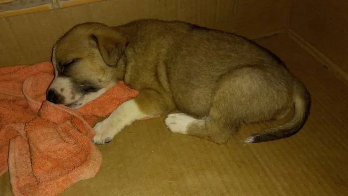 Cachorro raça SRD idade Abaixo de 2 meses nome Bolinha