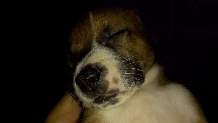 Cachorro raça SRD idade Abaixo de 2 meses nome Bolinha