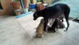 Bolinha