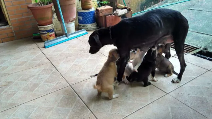 Cachorro raça SRD idade Abaixo de 2 meses nome Bolinha