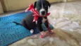 Bolinha