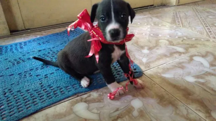 Cachorro raça SRD idade Abaixo de 2 meses nome Bolinha