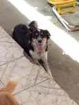 Fofo,Chico,Maria,Bet