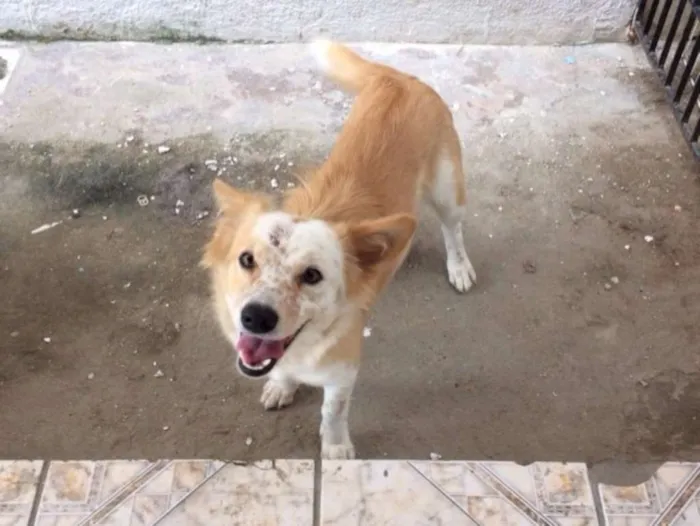 Cachorro ra a srd idade 1 ano nome Fofo,Chico,Maria,Bet