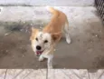 Fofo,Chico,Maria,Bet