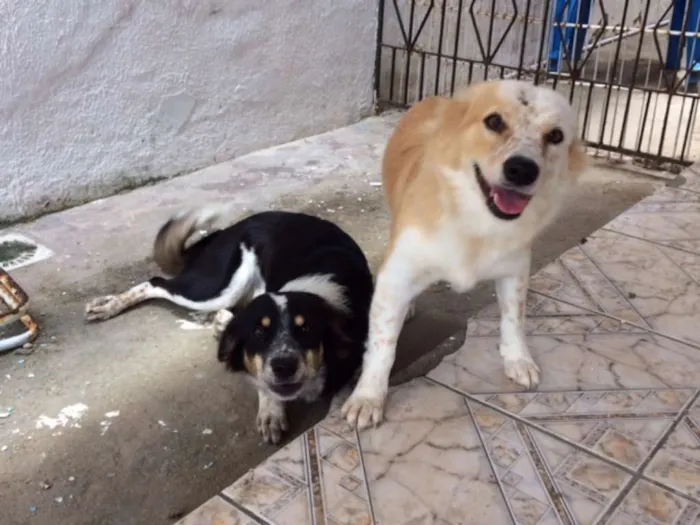 Cachorro ra a srd idade 1 ano nome Fofo,Chico,Maria,Bet