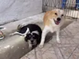 Fofo,Chico,Maria,Bet