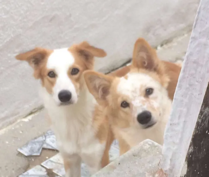 Cachorro ra a srd idade 1 ano nome Fofo,Chico,Maria,Bet