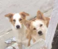 Fofo,Chico,Maria,Bet