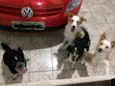 Fofo,Chico,Maria,Bet