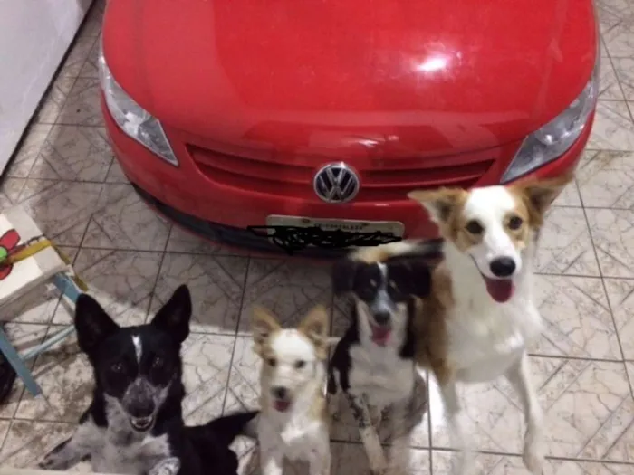 Cachorro ra a srd idade 1 ano nome Fofo,Chico,Maria,Bet