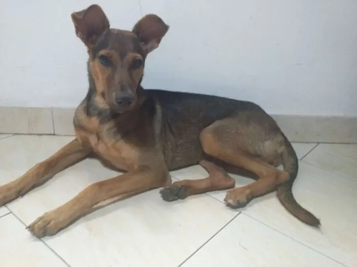 Cachorro ra a vira lata idade 1 ano nome Pricila